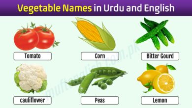 Vegetable Names in English and Urdu with Pictures