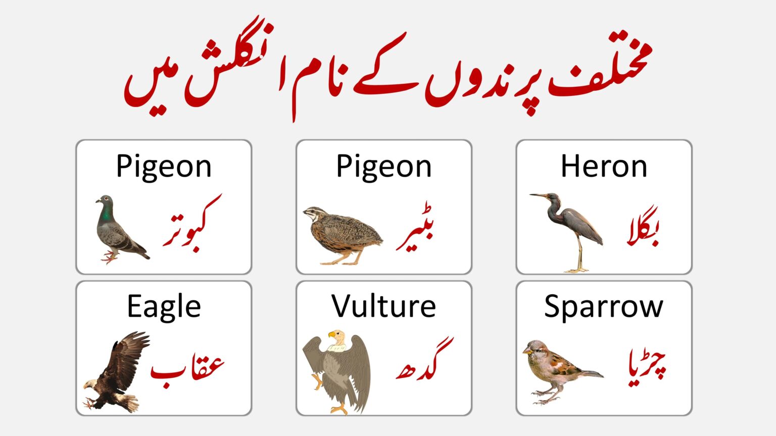 50 Animal Names in English and Urdu | Janwaro Ke Naam in Urdu